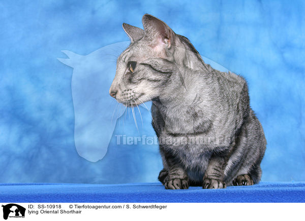 lying Oriental Shorthair / SS-10918