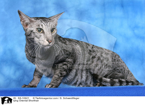 liegende Orientalisch Kurzhaar / lying Oriental Shorthair / SS-10921