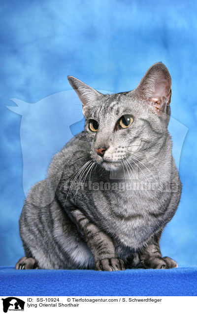 liegende Orientalisch Kurzhaar / lying Oriental Shorthair / SS-10924
