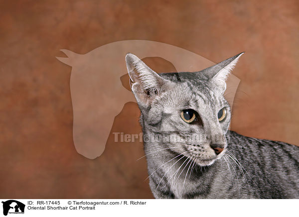Orientalisch Kurzhaar Portrait / Oriental Shorthair Cat Portrait / RR-17445