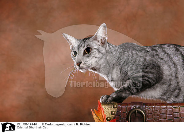 Orientalisch Kurzhaar / Oriental Shorthair Cat / RR-17446