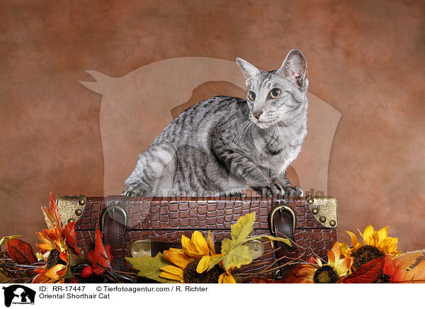 Orientalisch Kurzhaar / Oriental Shorthair Cat / RR-17447