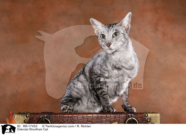 Orientalisch Kurzhaar / Oriental Shorthair Cat / RR-17450
