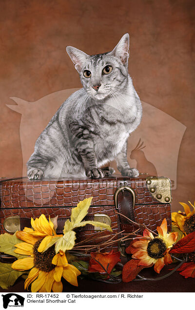 Orientalisch Kurzhaar / Oriental Shorthair Cat / RR-17452