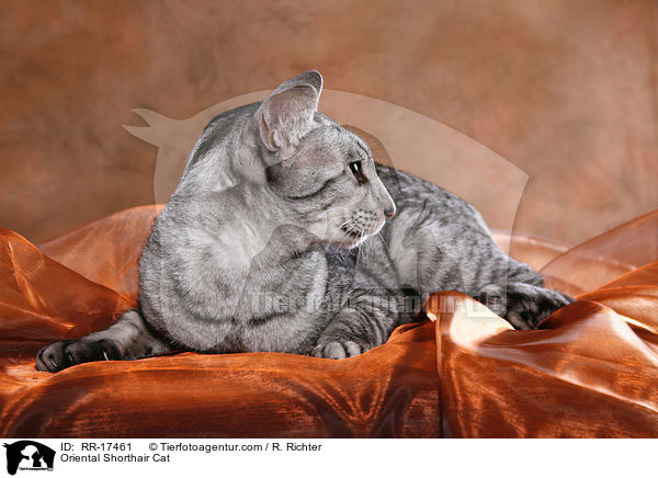 Orientalisch Kurzhaar / Oriental Shorthair Cat / RR-17461