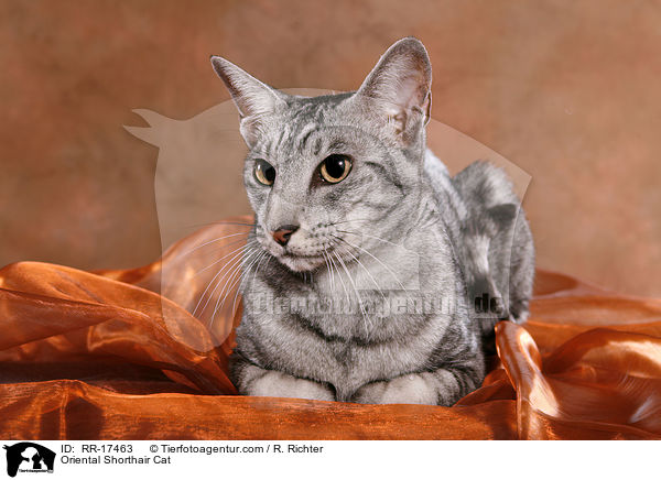 Orientalisch Kurzhaar / Oriental Shorthair Cat / RR-17463