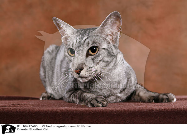 Orientalisch Kurzhaar / Oriental Shorthair Cat / RR-17465
