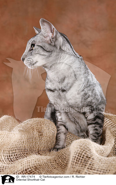 Orientalisch Kurzhaar / Oriental Shorthair Cat / RR-17474