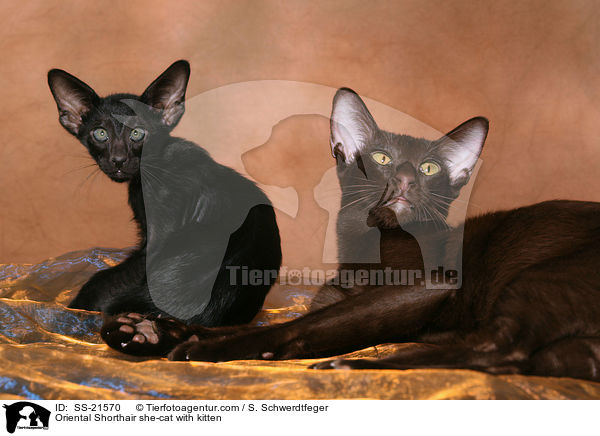 Orientalisch Kurzhaar / Oriental Shorthair / SS-21570