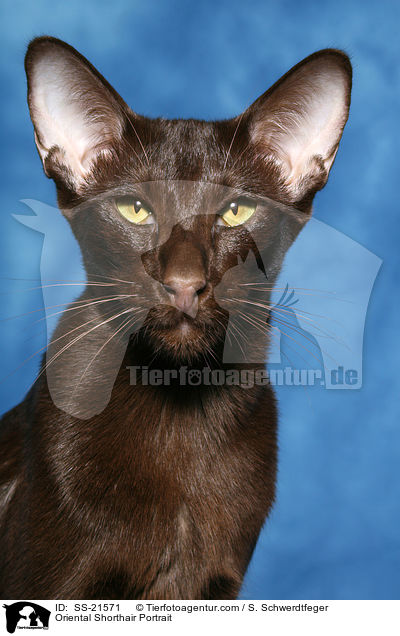 Orientalisch Kurzhaar Portrait / Oriental Shorthair Portrait / SS-21571