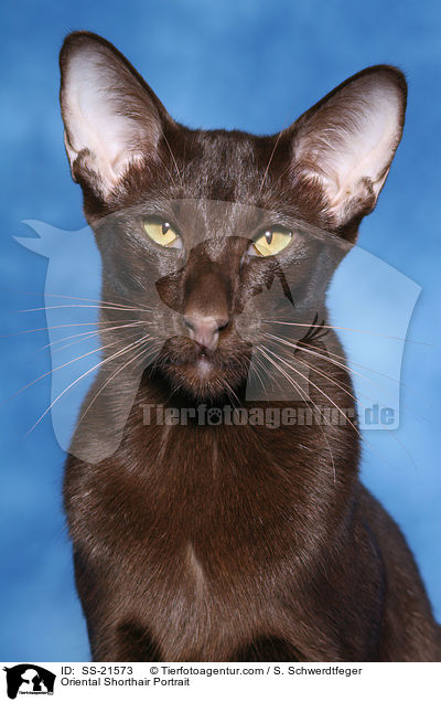 Orientalisch Kurzhaar Portrait / Oriental Shorthair Portrait / SS-21573