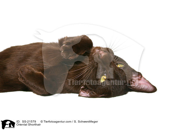 Orientalisch Kurzhaar / Oriental Shorthair / SS-21579