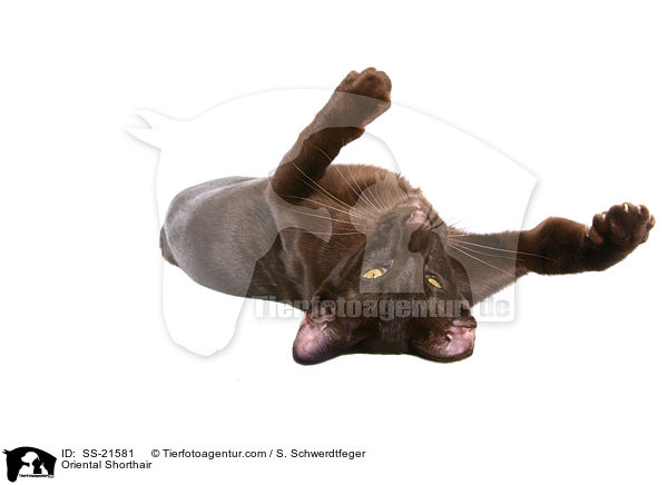 Orientalisch Kurzhaar / Oriental Shorthair / SS-21581
