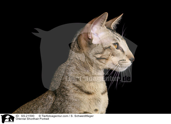 Orientalisch Kurzhaar Portrait / Oriental Shorthair Portrait / SS-21590