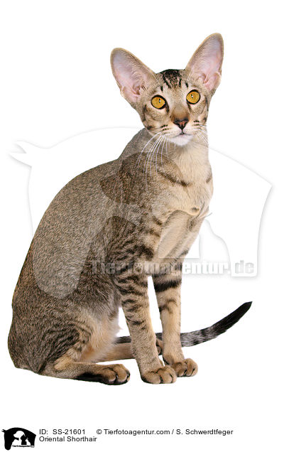 Orientalisch Kurzhaar / Oriental Shorthair / SS-21601