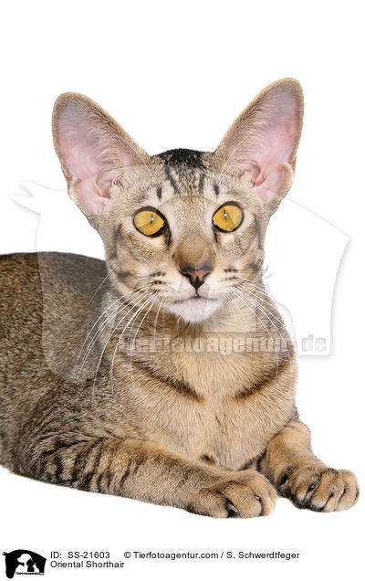 Orientalisch Kurzhaar / Oriental Shorthair / SS-21603