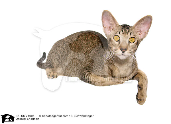 Orientalisch Kurzhaar / Oriental Shorthair / SS-21605