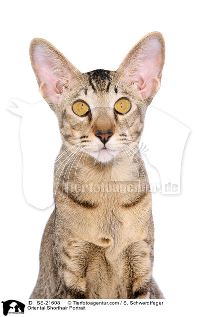 Orientalisch Kurzhaar Portrait / Oriental Shorthair Portrait / SS-21608