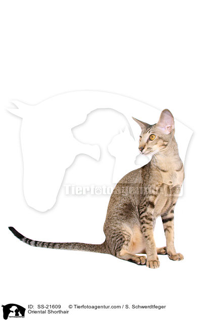Orientalisch Kurzhaar / Oriental Shorthair / SS-21609