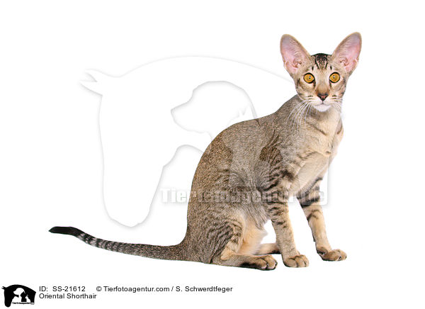 Orientalisch Kurzhaar / Oriental Shorthair / SS-21612