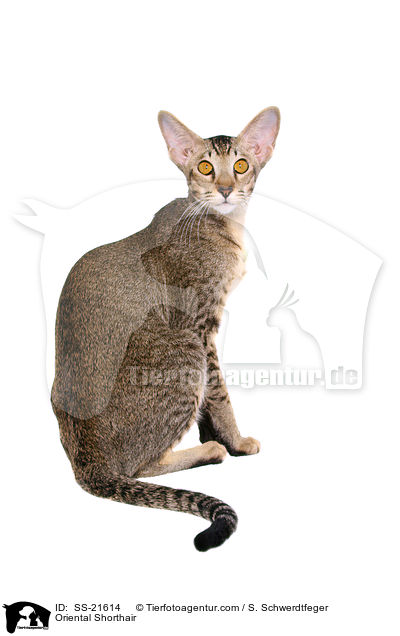 Orientalisch Kurzhaar / Oriental Shorthair / SS-21614