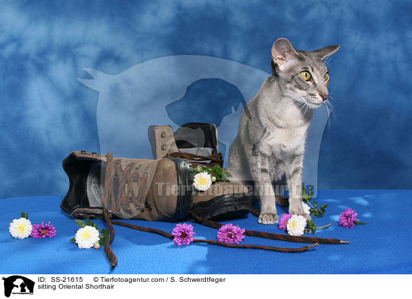 Orientalisch Kurzhaar / Oriental Shorthair / SS-21615
