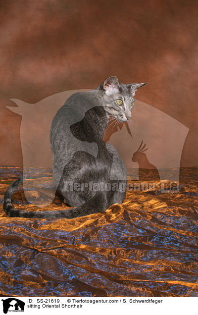 Orientalisch Kurzhaar / Oriental Shorthair / SS-21619