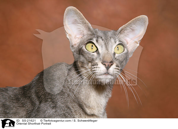 Orientalisch Kurzhaar Portrait / Oriental Shorthair Portrait / SS-21621