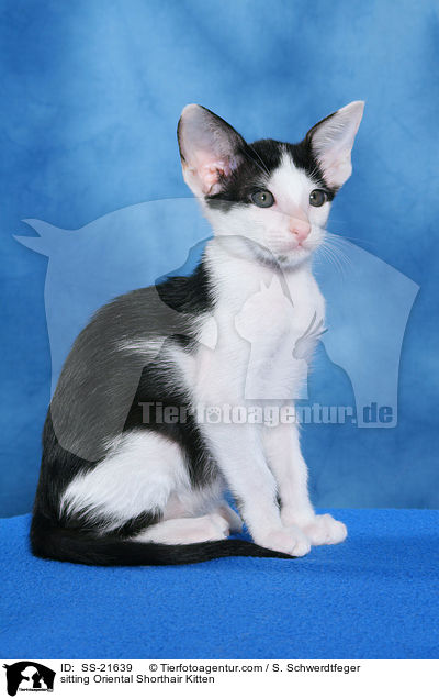 Orientalisch Kurzhaar Ktzchen / Oriental Shorthair Kitten / SS-21639