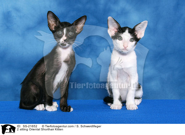 Orientalisch Kurzhaar Ktzchen / Oriental Shorthair Kitten / SS-21652