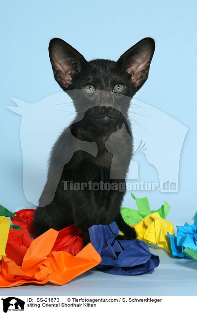 Orientalisch Kurzhaar Ktzchen / Oriental Shorthair Kitten / SS-21673