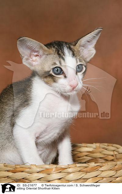 Orientalisch Kurzhaar Ktzchen / Oriental Shorthair Kitten / SS-21677