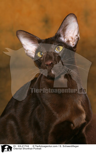 Orientalisch Kurzhaar Portrait / Oriental Shorthair Portrait / SS-21744