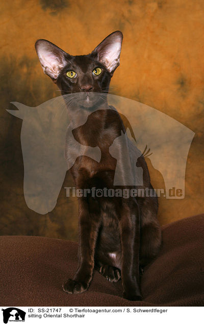 Orientalisch Kurzhaar / Oriental Shorthair / SS-21747