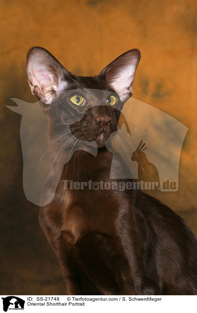 Orientalisch Kurzhaar Portrait / Oriental Shorthair Portrait / SS-21748