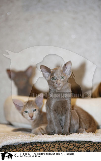 Orientalisch Kurzhaar Ktzchen / Oriental Shorthair kitten / RR-58637