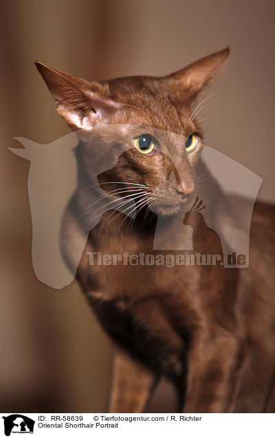 Orientalisch Kurzhaar Portrait / Oriental Shorthair Portrait / RR-58639