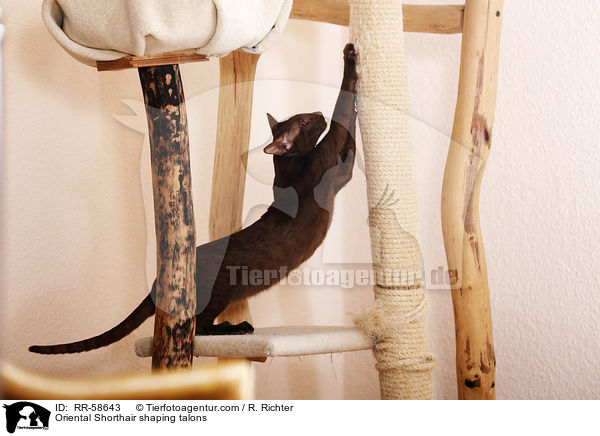 Orientalisch Kurzhaar schrft Krallen / Oriental Shorthair shaping talons / RR-58643