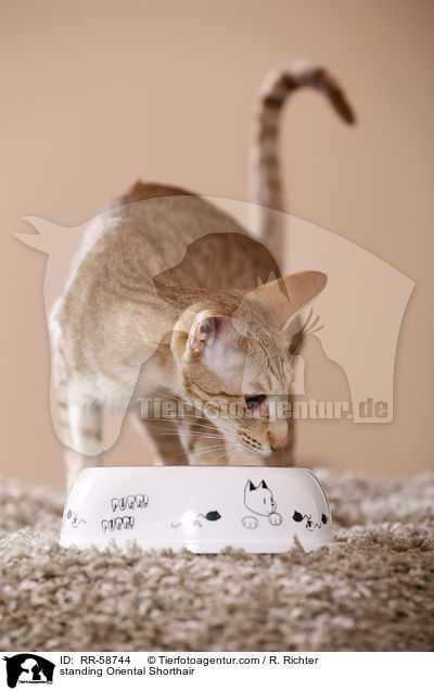 stehende Orientalisch Kurzhaar / standing Oriental Shorthair / RR-58744