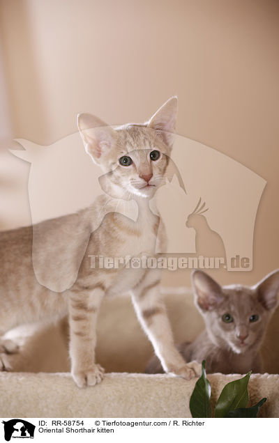 Orientalisch Kurzhaar Ktzchen / Oriental Shorthair kitten / RR-58754