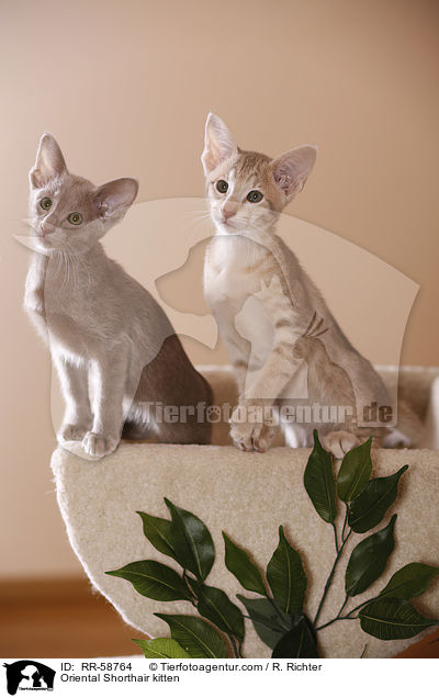 Orientalisch Kurzhaar Ktzchen / Oriental Shorthair kitten / RR-58764