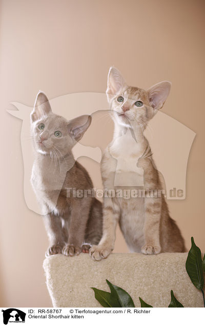 Orientalisch Kurzhaar Ktzchen / Oriental Shorthair kitten / RR-58767