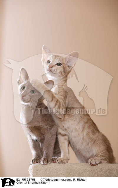 Orientalisch Kurzhaar Ktzchen / Oriental Shorthair kitten / RR-58768