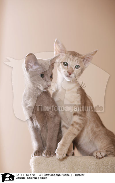 Orientalisch Kurzhaar Ktzchen / Oriental Shorthair kitten / RR-58770
