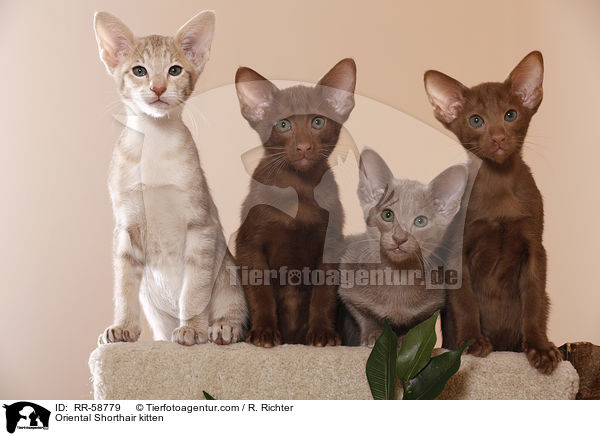 Orientalisch Kurzhaar Ktzchen / Oriental Shorthair kitten / RR-58779