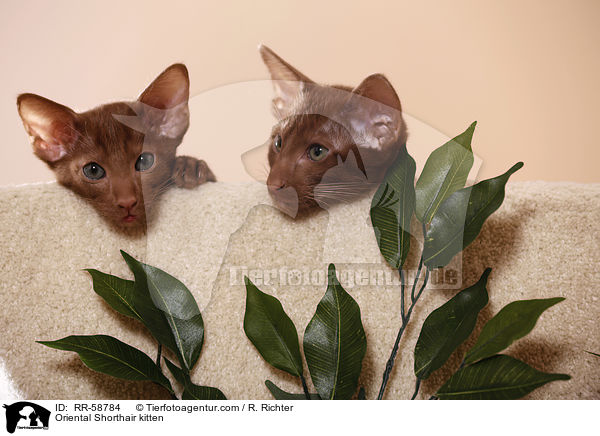 Orientalisch Kurzhaar Ktzchen / Oriental Shorthair kitten / RR-58784