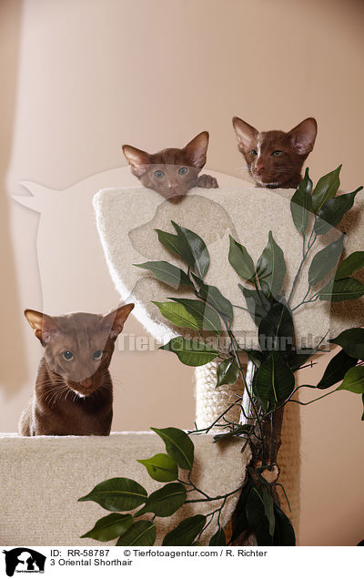 3 Orientalisch Kurzhaar / 3 Oriental Shorthair / RR-58787