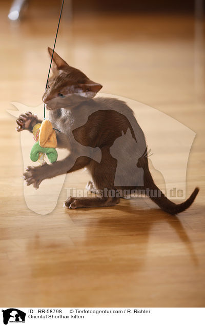 Orientalisch Kurzhaar Ktzchen / Oriental Shorthair kitten / RR-58798