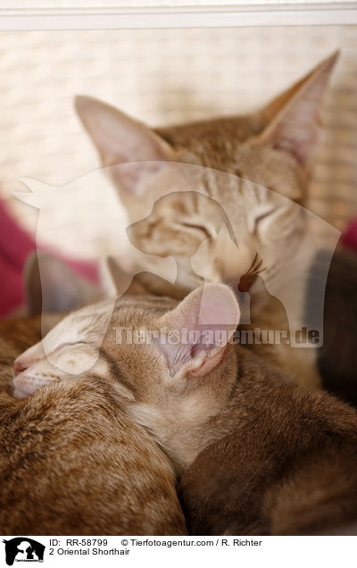 2 Orientalisch Kurzhaar / 2 Oriental Shorthair / RR-58799