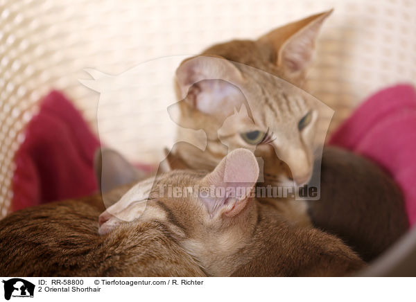 2 Orientalisch Kurzhaar / 2 Oriental Shorthair / RR-58800
